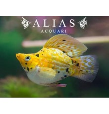 Poecilia latipinna balloon molly calico 2,5 cm | Alias Acquari
