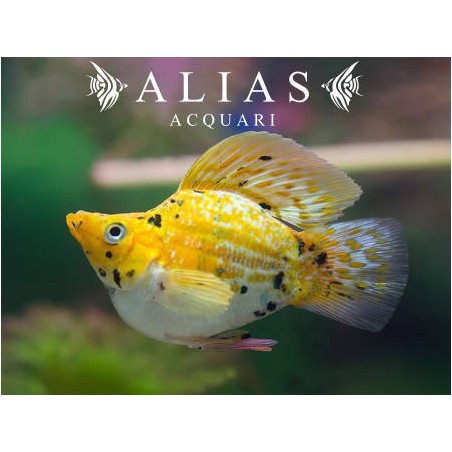 Poecilia latipinna balloon molly calico 2,5 cm | Alias Acquari