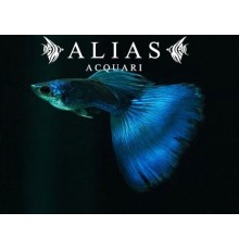Guppy in coppia  Moscow blue