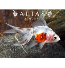 Carassius auratus calico long fin