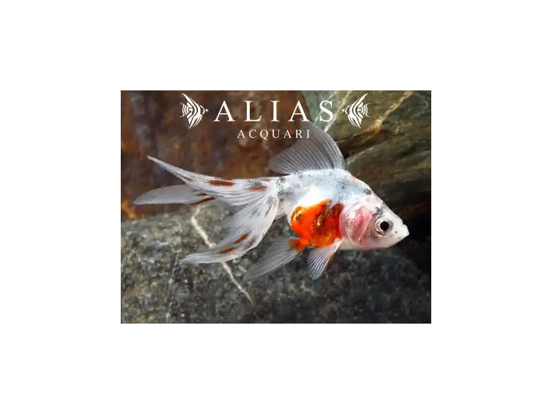 Carassius auratus calico long fin