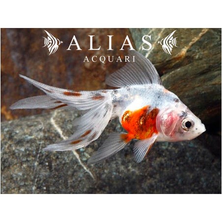 Carassius auratus calico long fin