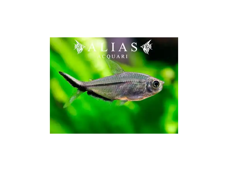 Moenkhausia costae 4–5 cm | Caracide sudamericano | Alias Acquari