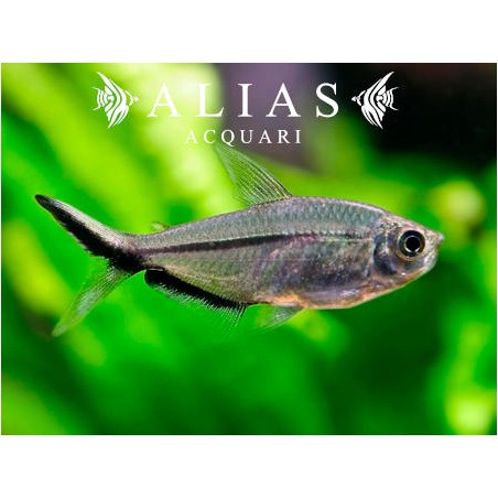 Moenkhausia costae 4–5 cm | Caracide sudamericano | Alias Acquari