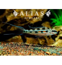Dicrossus filamentosus