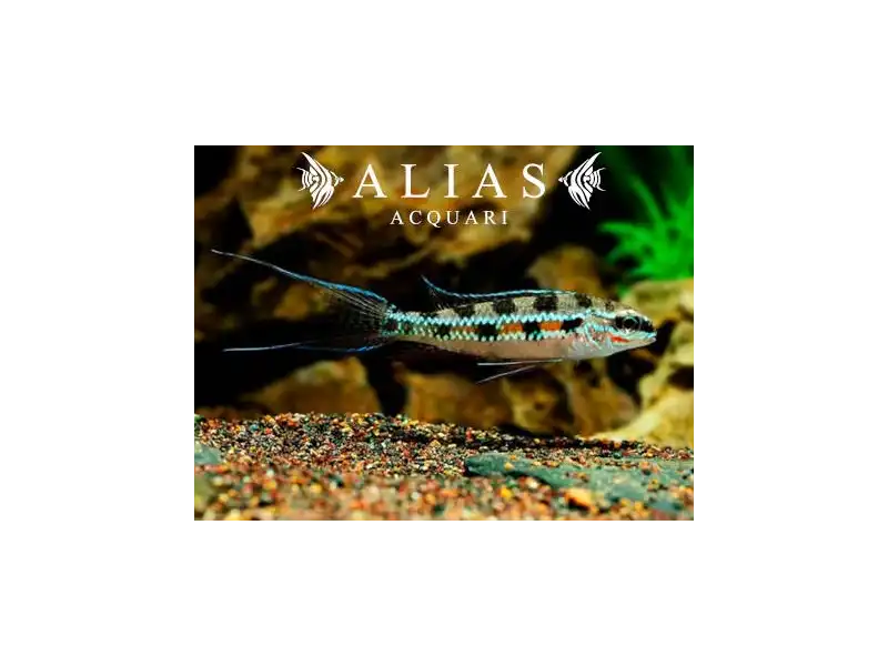 Dicrossus filamentosus