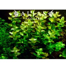 Bacopa caroliniana