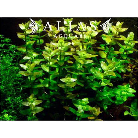 Bacopa caroliniana
