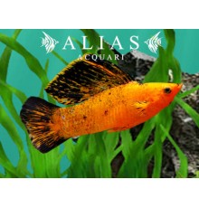 Poecilia velifera Red Leopard