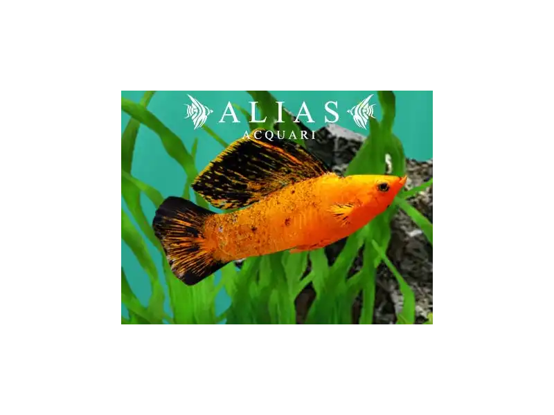 Poecilia velifera Red Leopard