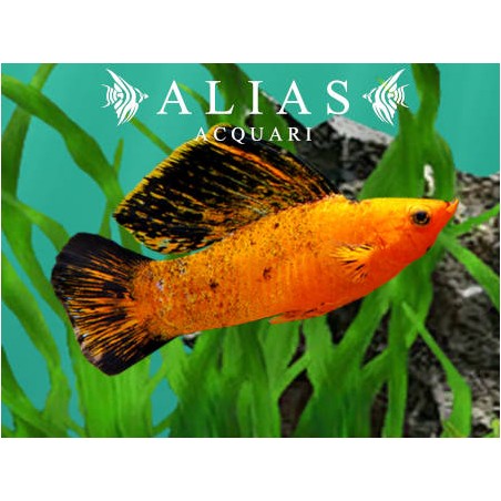 Poecilia velifera Red Leopard