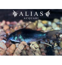 Corydoras Venezuelanus