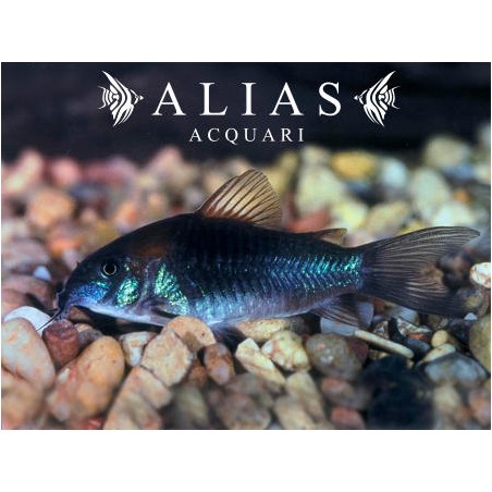 Corydoras Venezuelanus