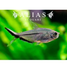 Moenkhausia costae 2–3 cm | Caracide sudamericano | Alias Acquari