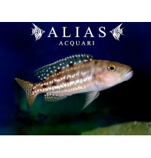 Lepidiolamprologus attenuatus 4,5–5,5 cm | Ciclide Tanganica | Alias Acquari