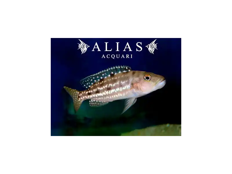 Lepidiolamprologus attenuatus 4,5–5,5 cm | Ciclide Tanganica | Alias Acquari