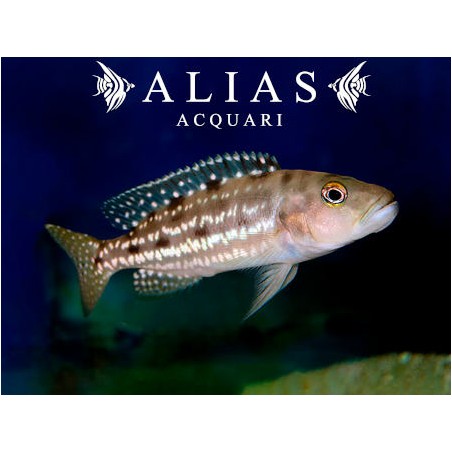 Lepidiolamprologus attenuatus 4,5–5,5 cm | Ciclide Tanganica | Alias Acquari