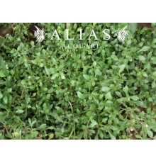 Alternanthera sessillis