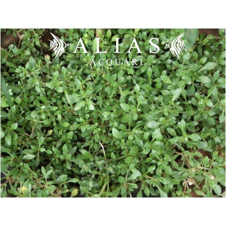 Alternanthera sessillis