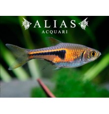 Rasbora Espei
