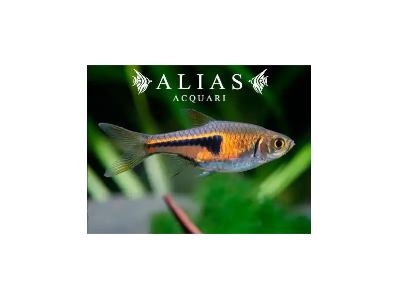 Rasbora Espei