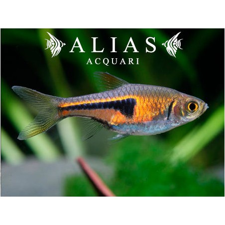 Rasbora Espei