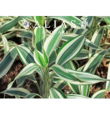 Dracaena sanderiana