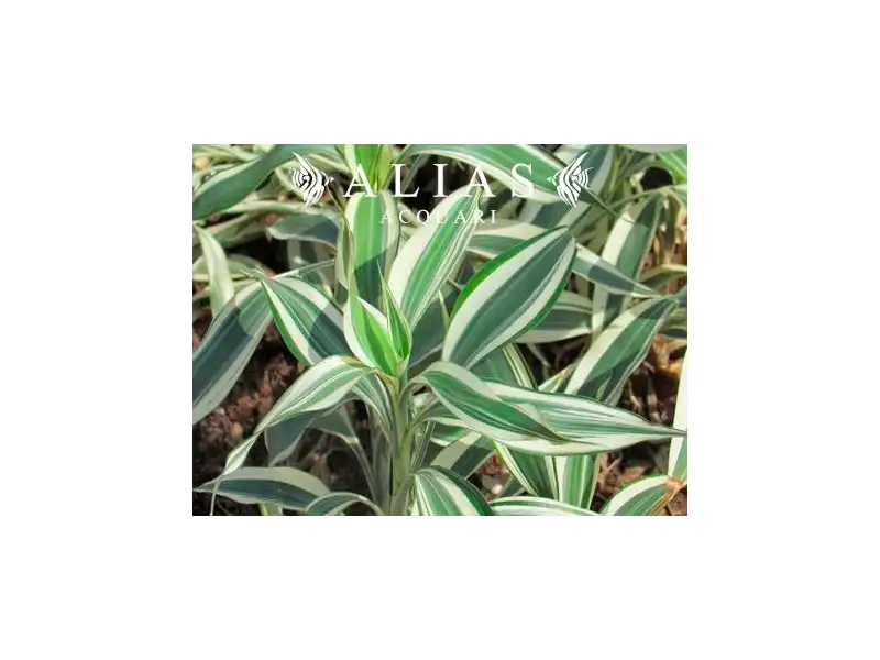 Dracaena sanderiana