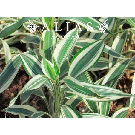 Dracaena sanderiana