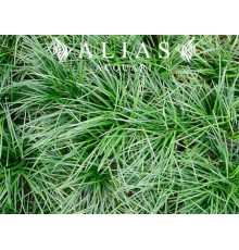 Ophiopogon japonicus
