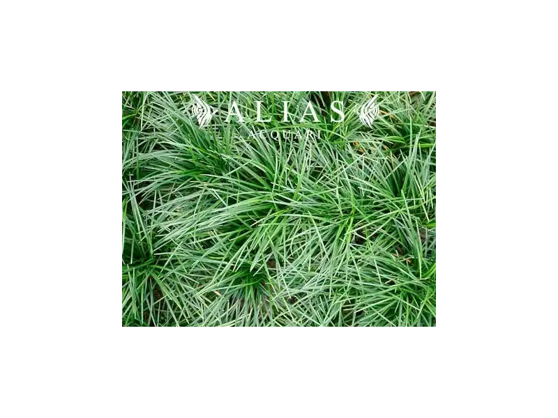 Ophiopogon japonicus