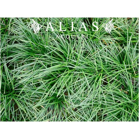 Ophiopogon japonicus