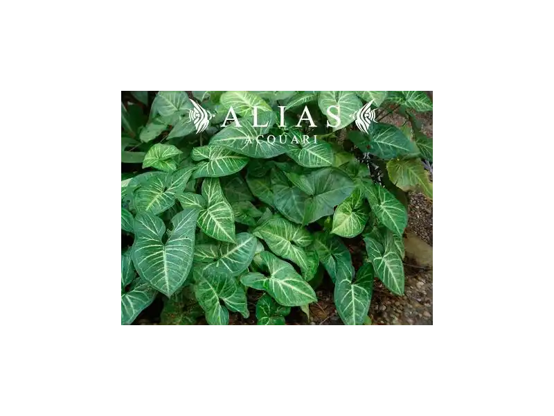 Syngonium sp.