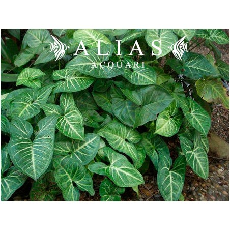 Syngonium sp.