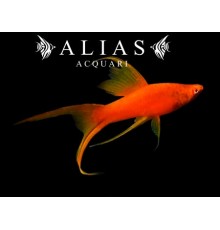 Xiphophorus helleri red lyra