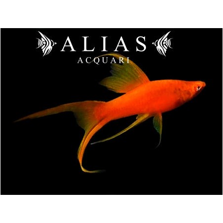 Xiphophorus helleri red lyra