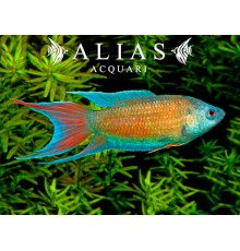 Macropodus Opercularis Blue Red