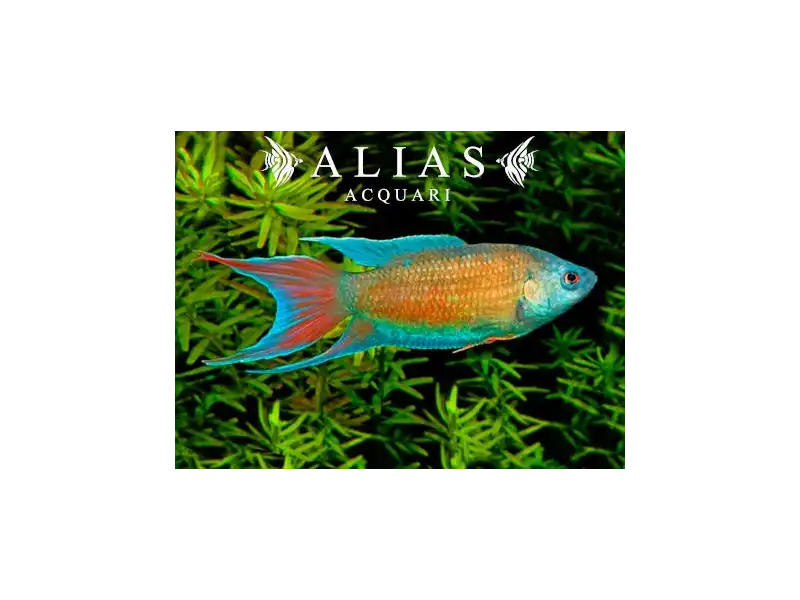 Macropodus Opercularis Blue Red