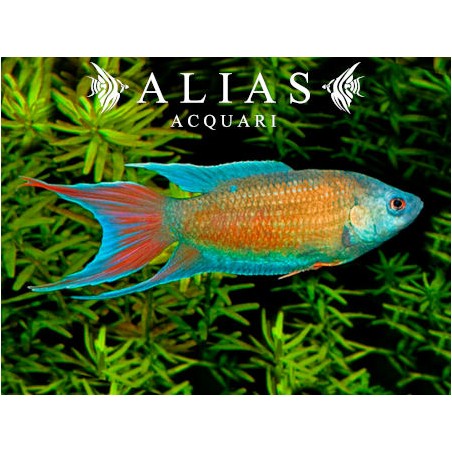 Macropodus Opercularis Blue Red