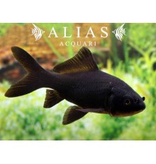 Carassius auratus black comet