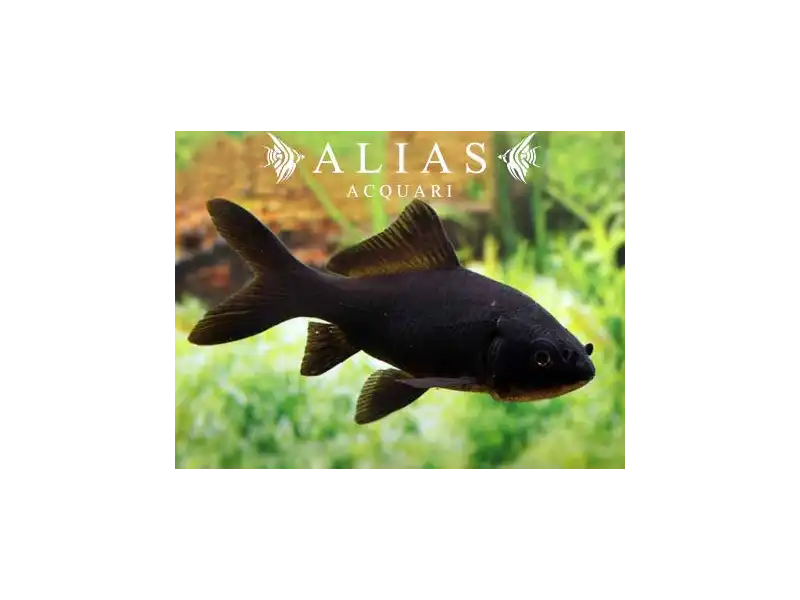 Carassius auratus black comet