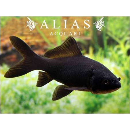 Carassius auratus black comet