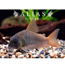 Corydoras concolor