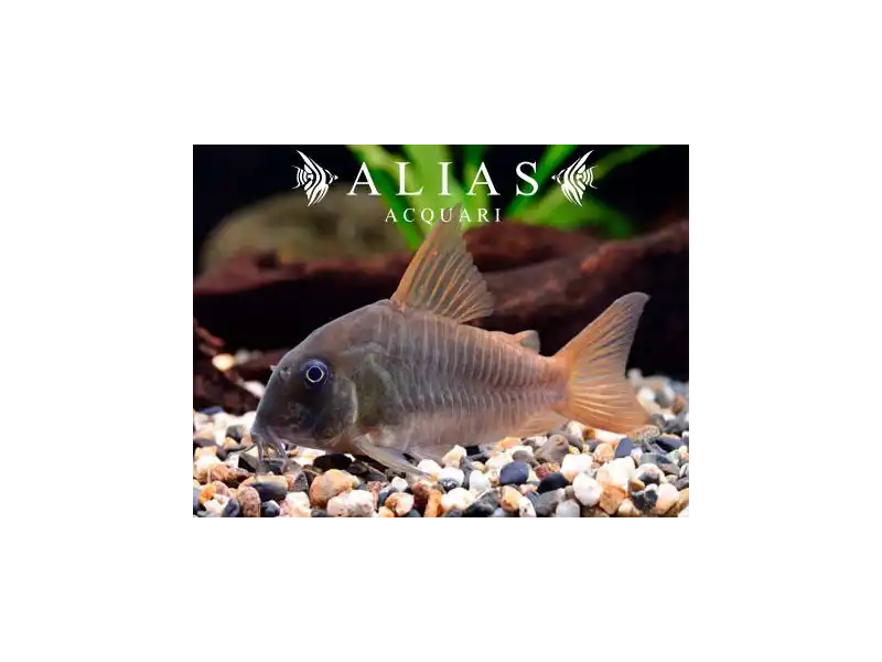 Corydoras concolor