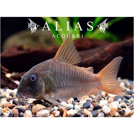 Corydoras concolor