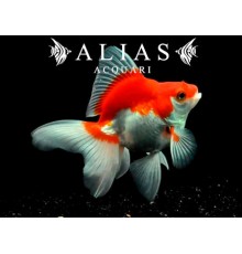 Carassius auratus red white ryukin long fin