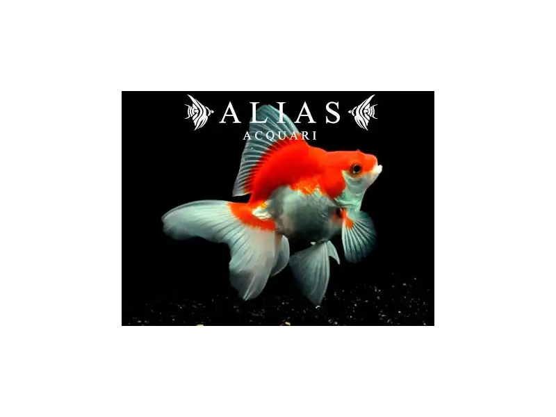 Carassius auratus red white ryukin long fin