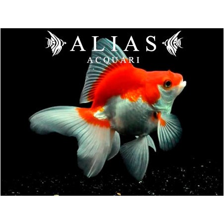 Carassius auratus red white ryukin long fin