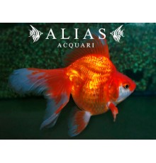 Carassius auratus red ryukin