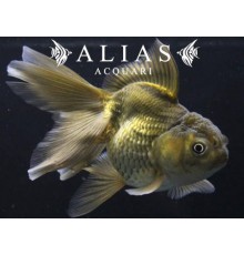 Carassius auratus Oranda Green